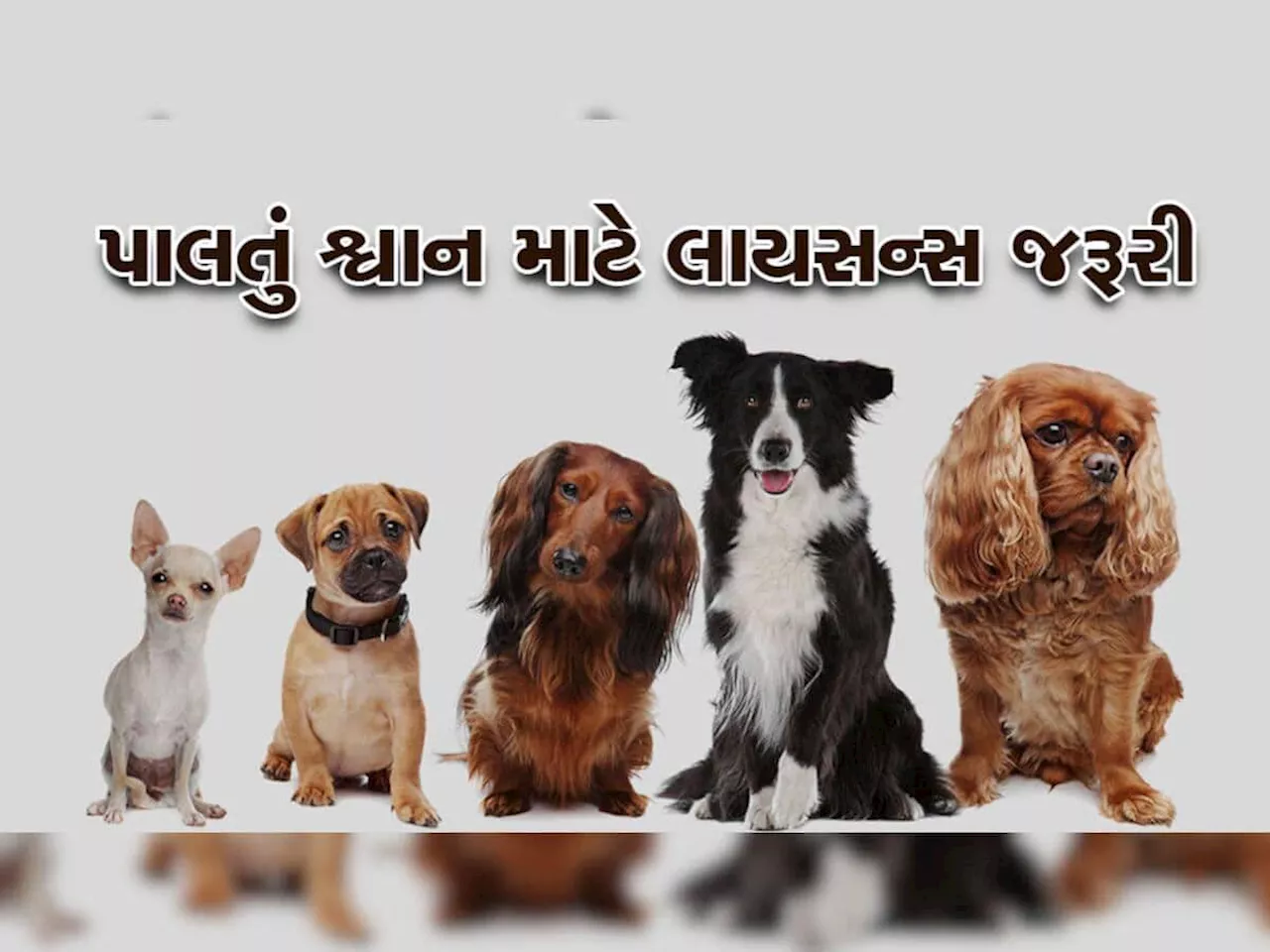 ગુજરાતના આ શહેરમાં હવે પાળતૂ શ્વાન માટે લાયસન્સ ફરજિયાત, 1 જાન્યુઆરીથી નવો નિયમ લાગુ