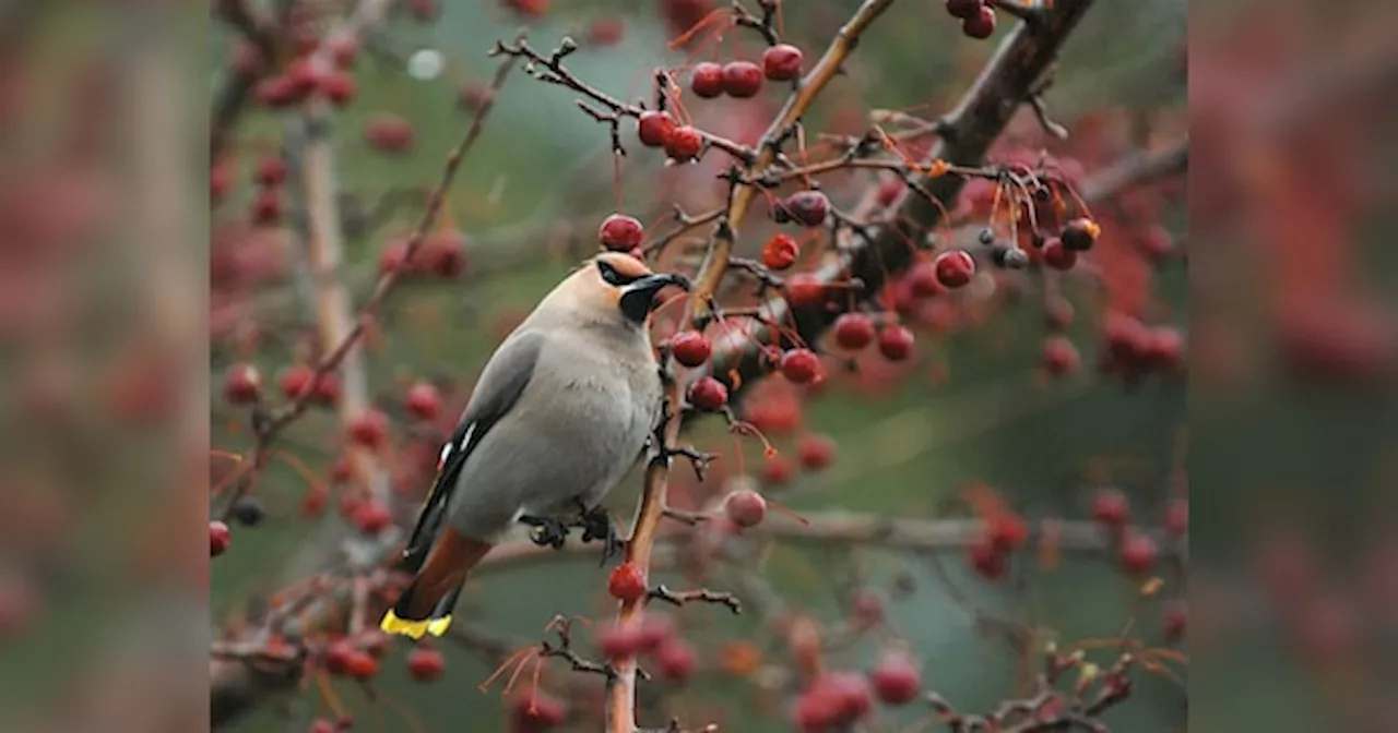 Snow Birds: दुनिया के वो सबसे खूबसूरत पक्षी, जो केवल ठंड में आते हैं नजर