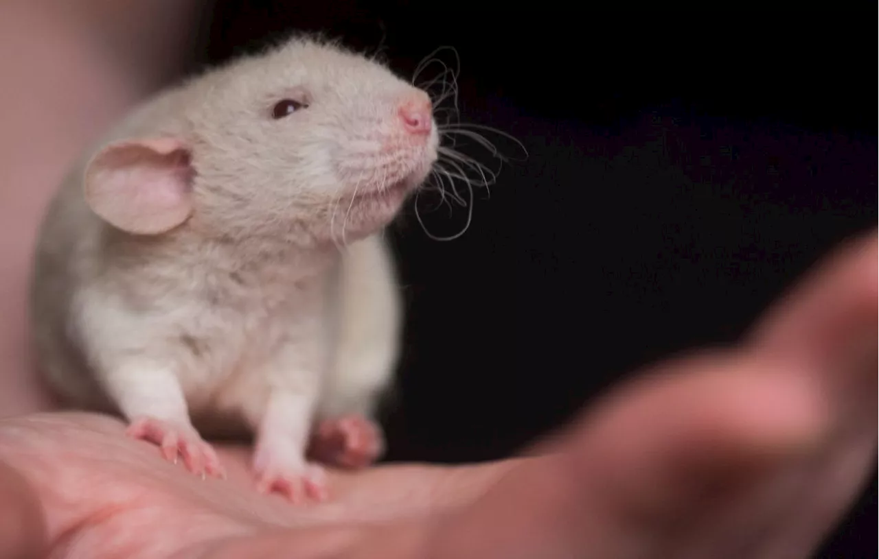 Marseille : L’étudiant qui avait mâché une souris vivante a été entendu au tribunal