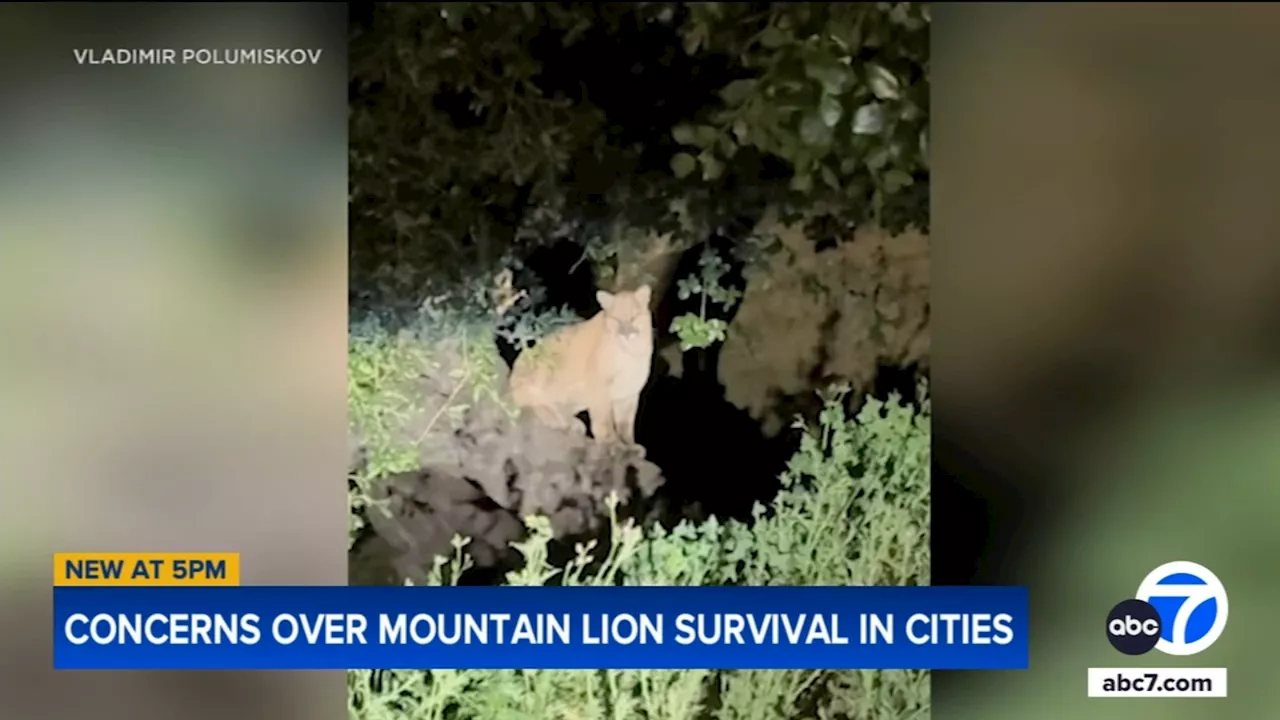 Mountain lion spotted in Griffith Park likely killed in car crash over the summer