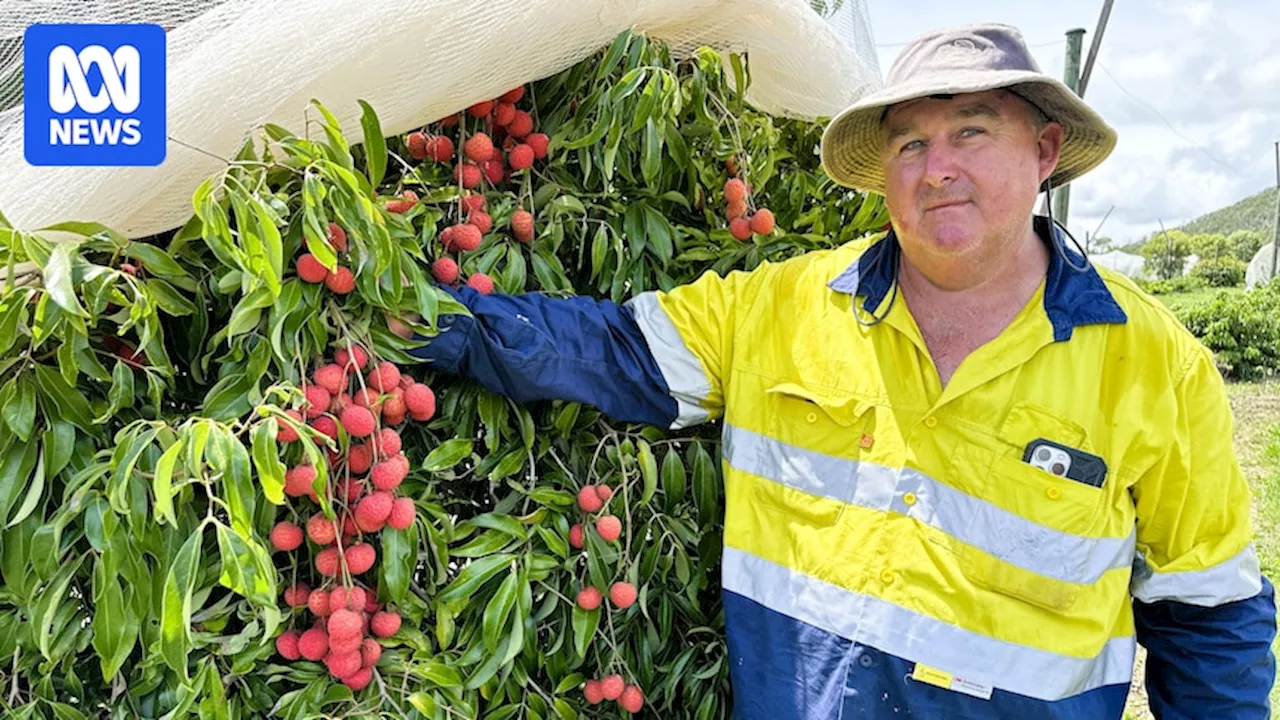 Central Queensland farmers prepare for fruitful season after fighting back from disaster