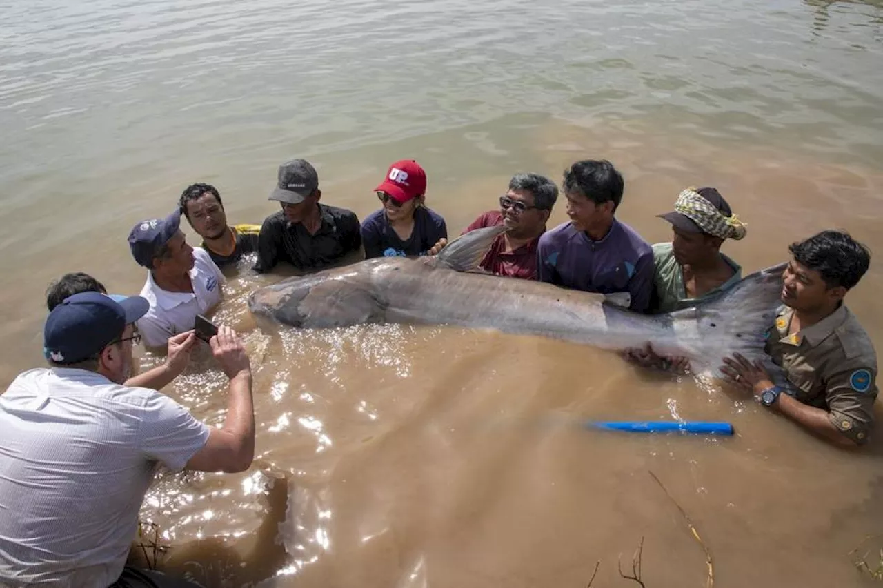 Penampakan ikan lele raksasa Mekong yang langka di Kamboja