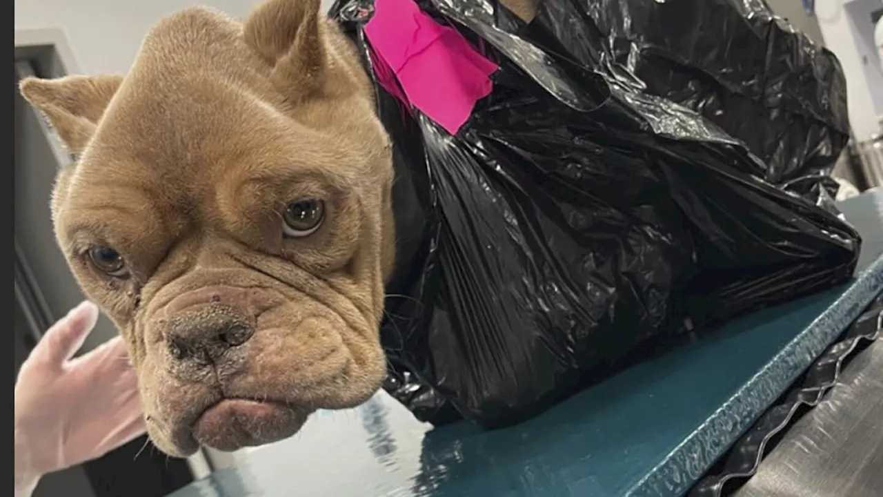 Police search for whoever discarded an emaciated bulldog inside a trash bag in Iowa