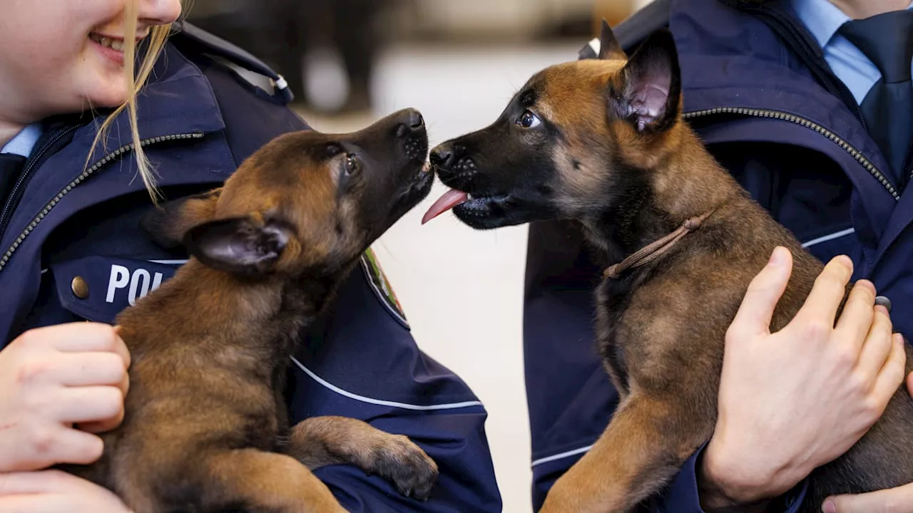 Noch sind diese Hunde klein und niedlich, aber bald ...