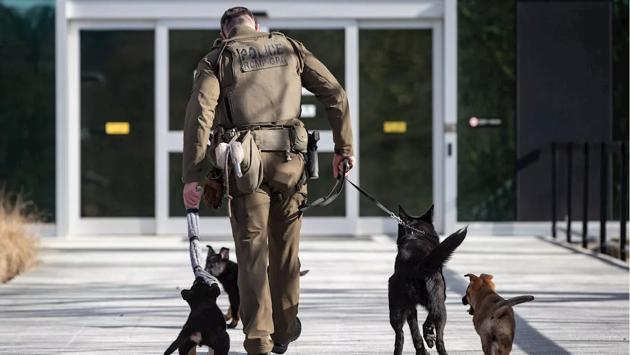 Problems with RCMP police dog program pose ‘health and wellness risks’: evaluation