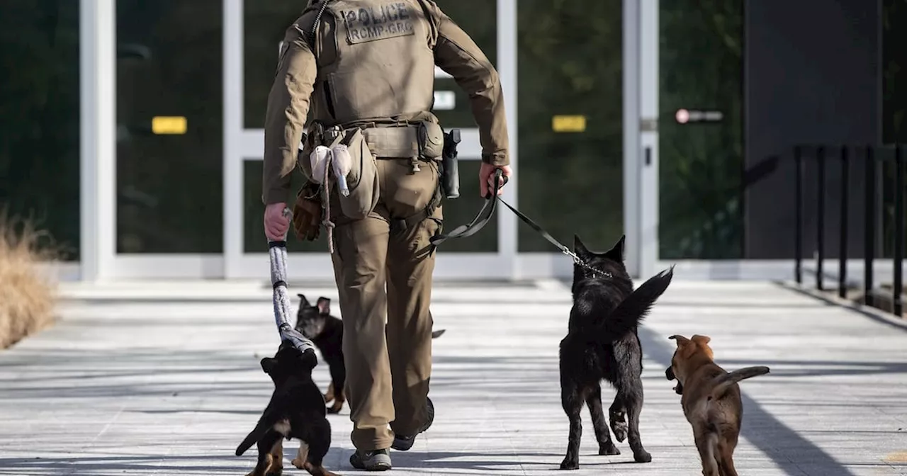 Problems with RCMP police dog program pose 'health and wellness risks': evaluation