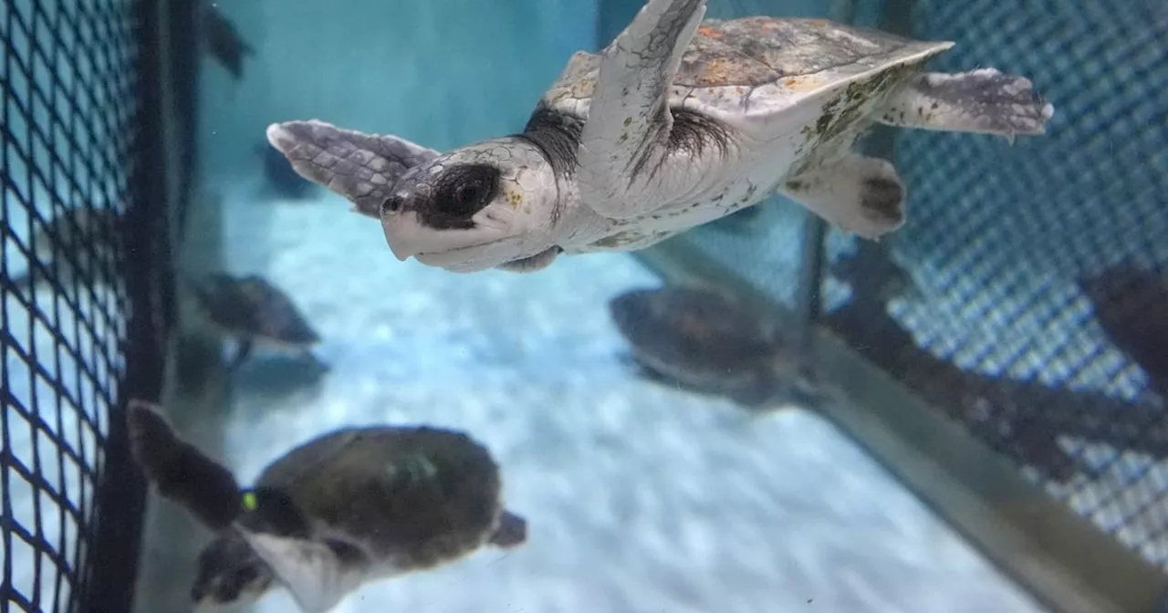 Tiny, endangered sea turtle found on Quebec’s Magdalen Islands for the first time