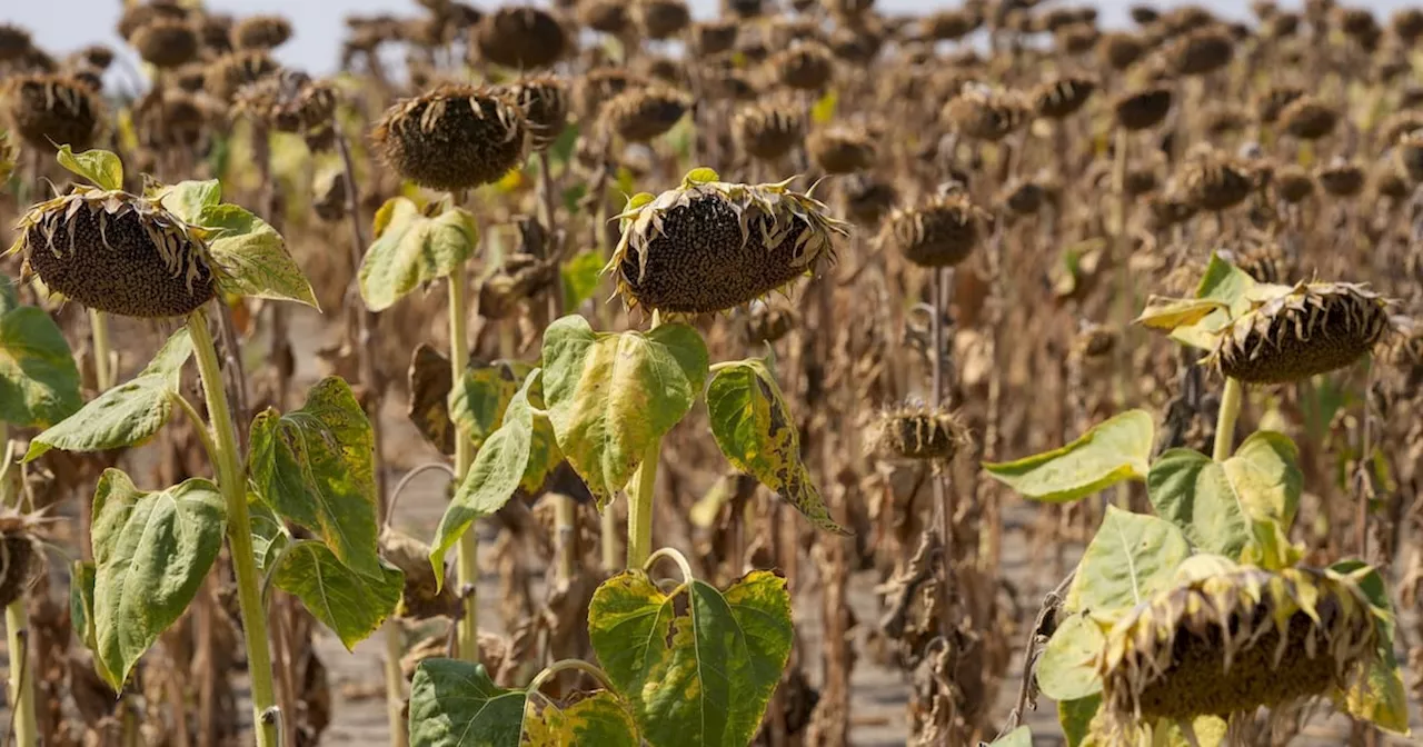 UN talks fail to reach agreement on dealing with rising risk of global drought