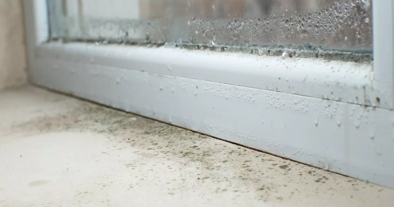 Woman's £6 hack to stop window condensation and black mould that 'really works'