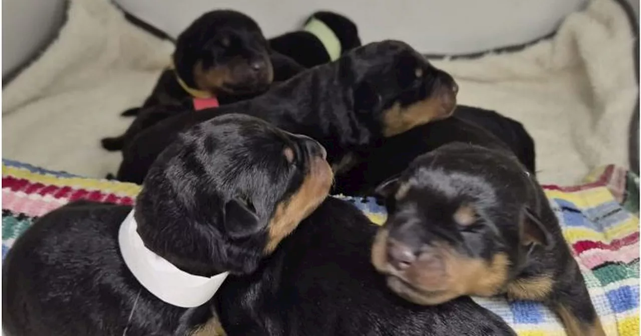 Schoolgirl finds eight newborn puppies 'abandoned in a bush'