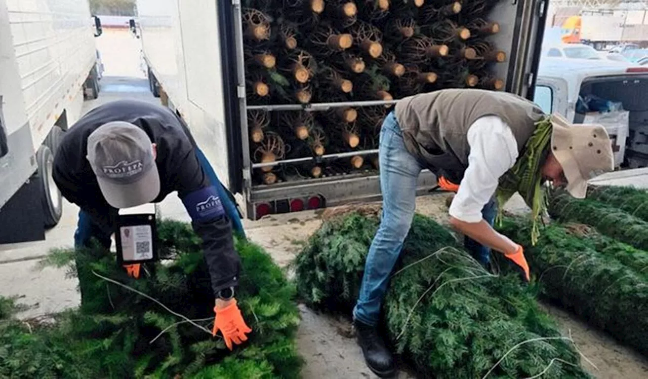 Profepa concluye revisión de pinos de Navidad; sólo mil 500 fueron retenidos