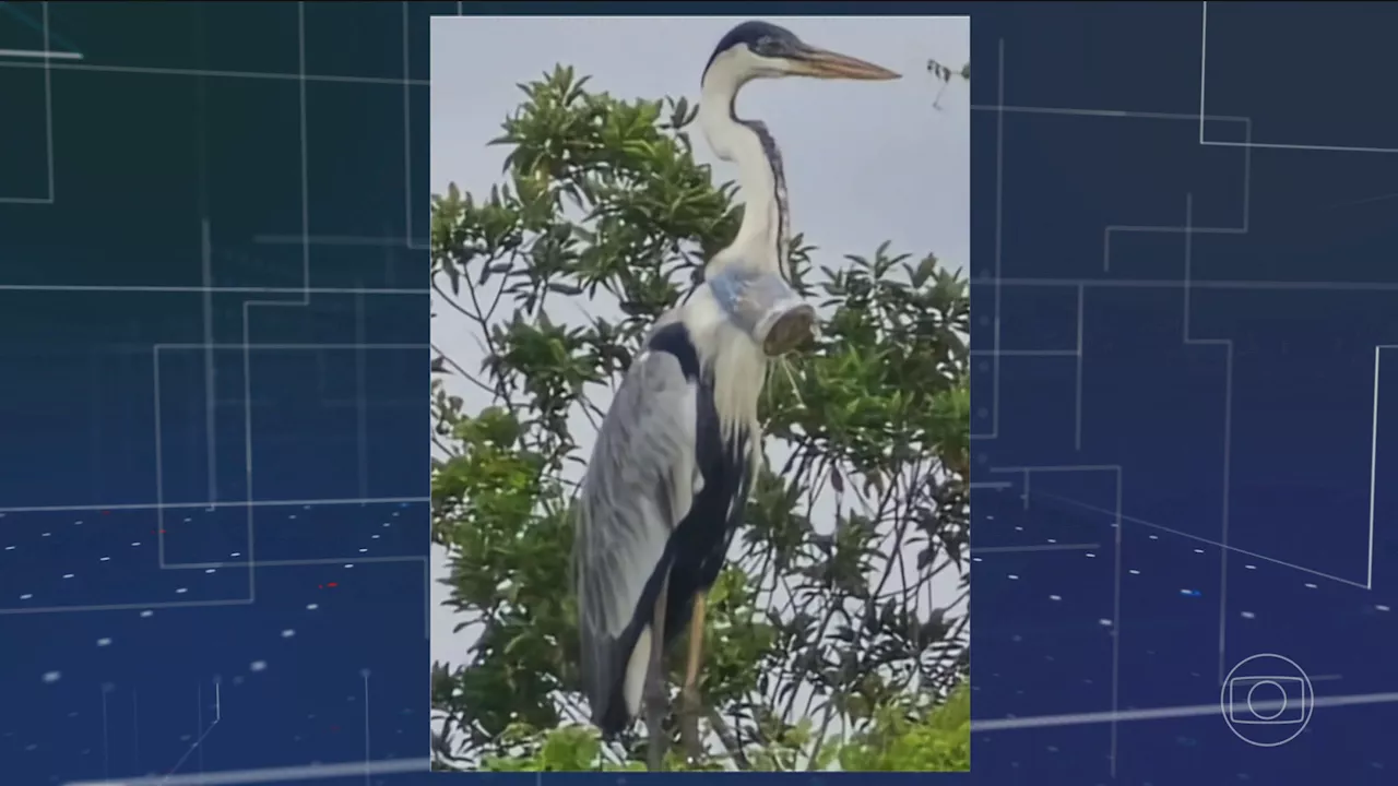 Ambientalistas conseguem salvar garça que estava com copo de plástico entalado no pescoço