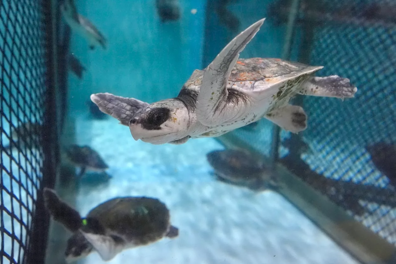 Necropsy planed after tiny, endangered sea turtle found on Quebec’s Magdalen Islands for the first time