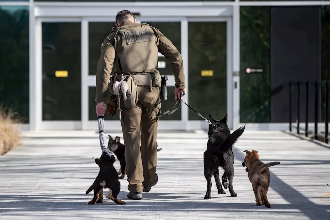 Problems with RCMP police dog program pose ‘health and wellness risks’: evaluation