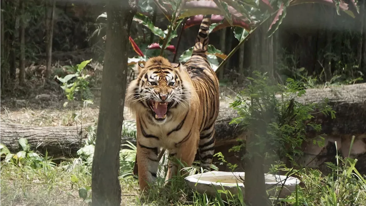 Harimau Dibawa Keluar Habitat, Peran Konservasi TNBBS Dipertanyakan