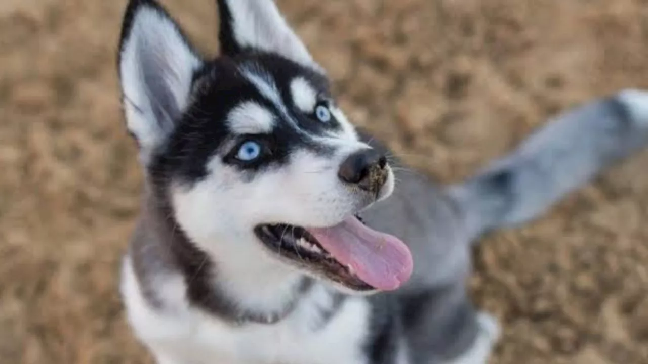 Abandonan a perrito Husky en Puebla; lo dejaron amarrado en un poste