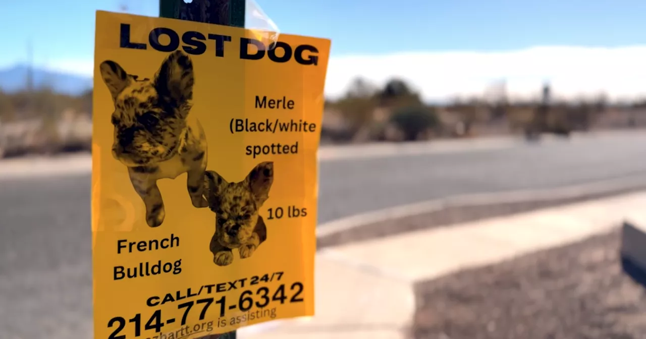 Missing Maisie: Sierra Vista family searching for son's emotional support animal