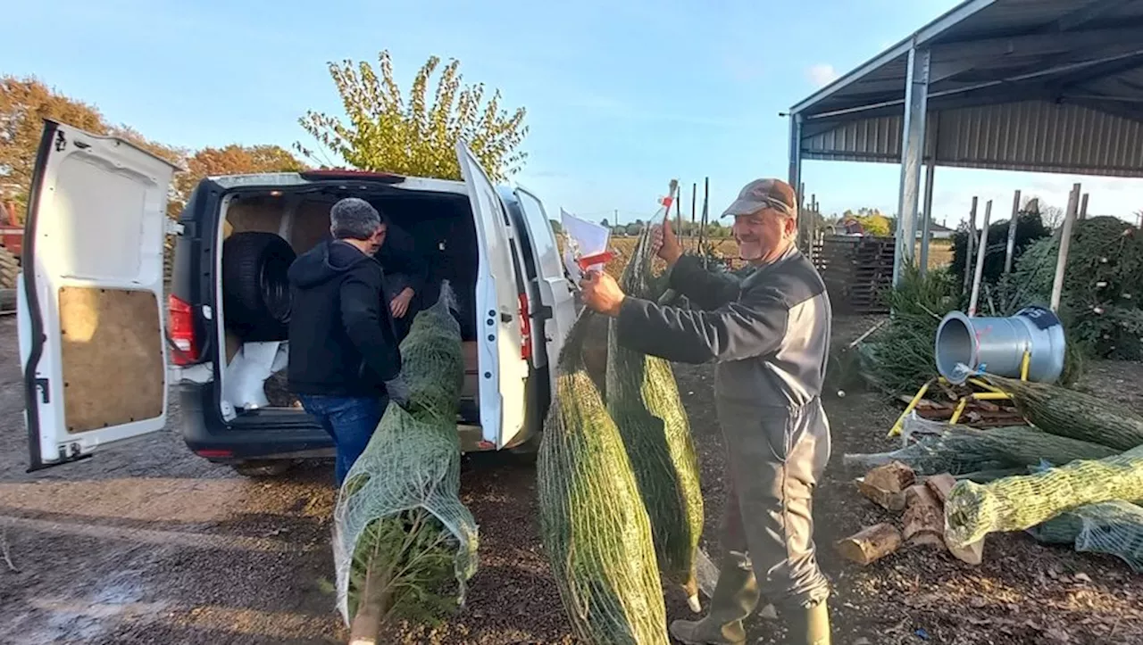 Il pérennise l’esprit de Noël avec ses sapins produits dans le Tarn-et-Garonne