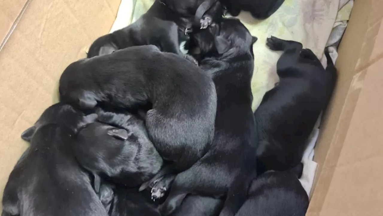 Le récit du sauvetage express de 13 chiots abandonnés dans le Tarn