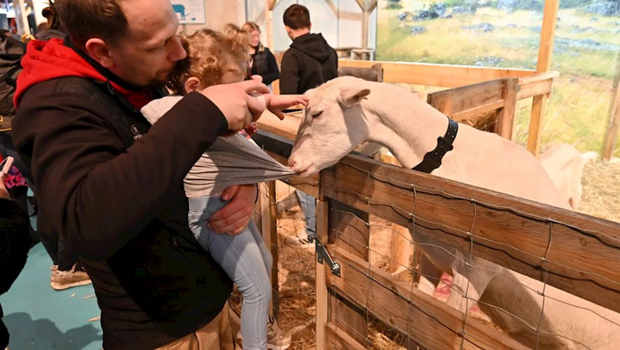 Salon de l’agriculture régionale : « La Ferme d’Occitanie », races patrimoniales et… pédagogie