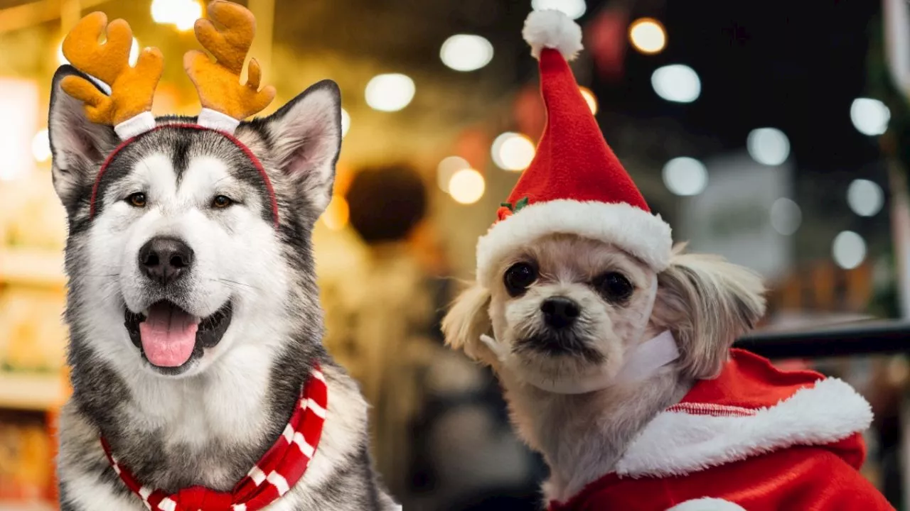 Concursos de disfraces y desfile de mascotas en el Perry Christmas; participa