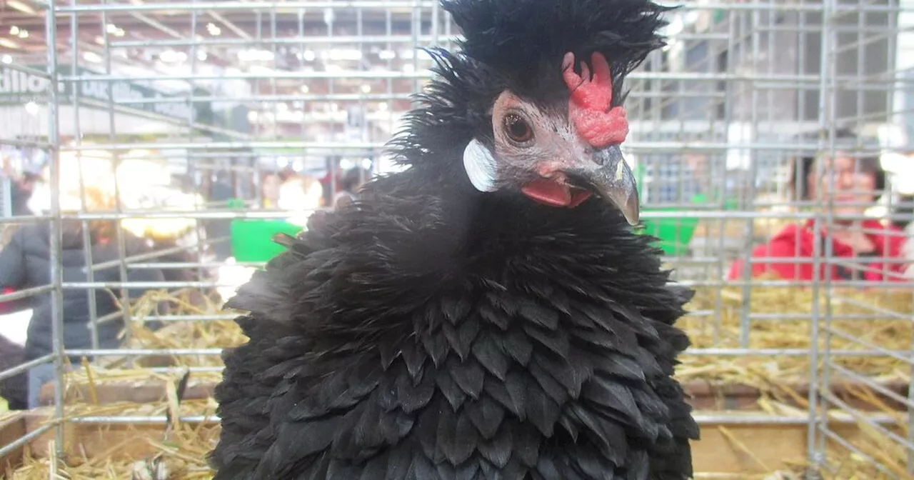 «Lyonnaise», de «Marans» ou «Gauloise noire» : une association veut sauver les races de poules anciennes