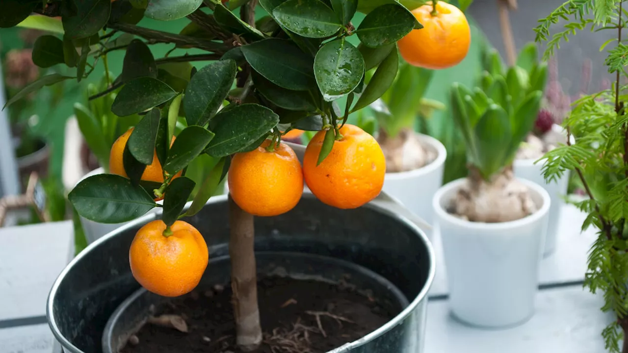 Entretenir un oranger en pot : nos conseils pratiques saison par saison pour bien s’en occuper