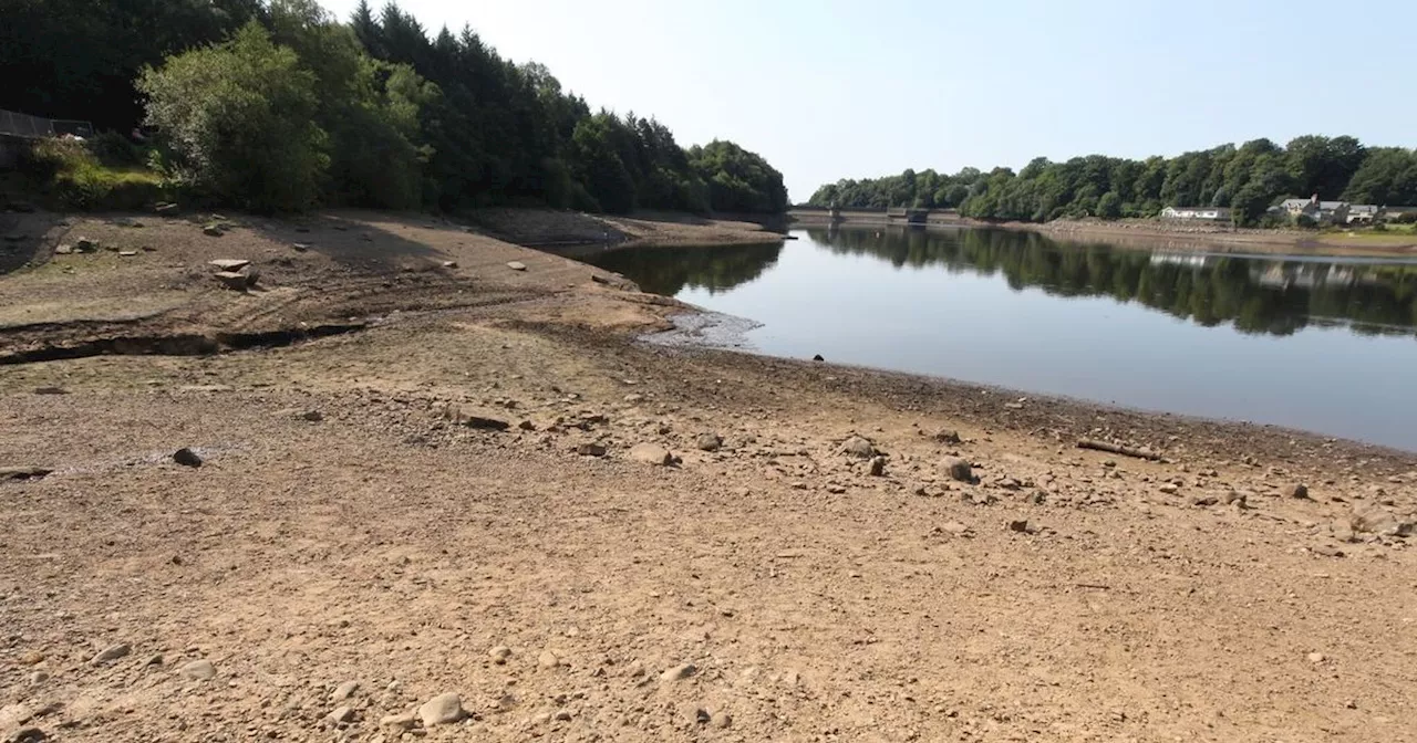 Staffordshire Bull Terrier found dead in 'suspicious circumstances' in reservoir