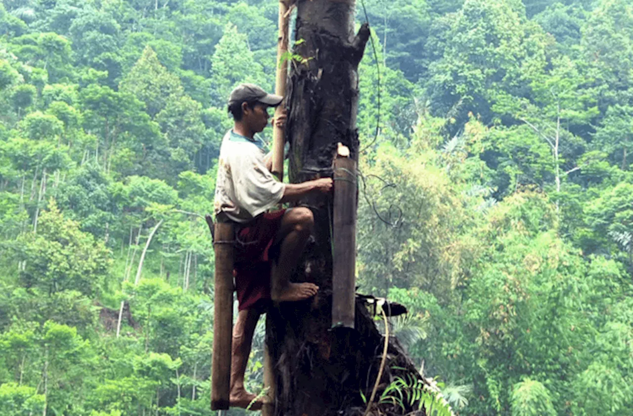 Saatnya Warga Tomohon Sejahtera dari Nila Aren