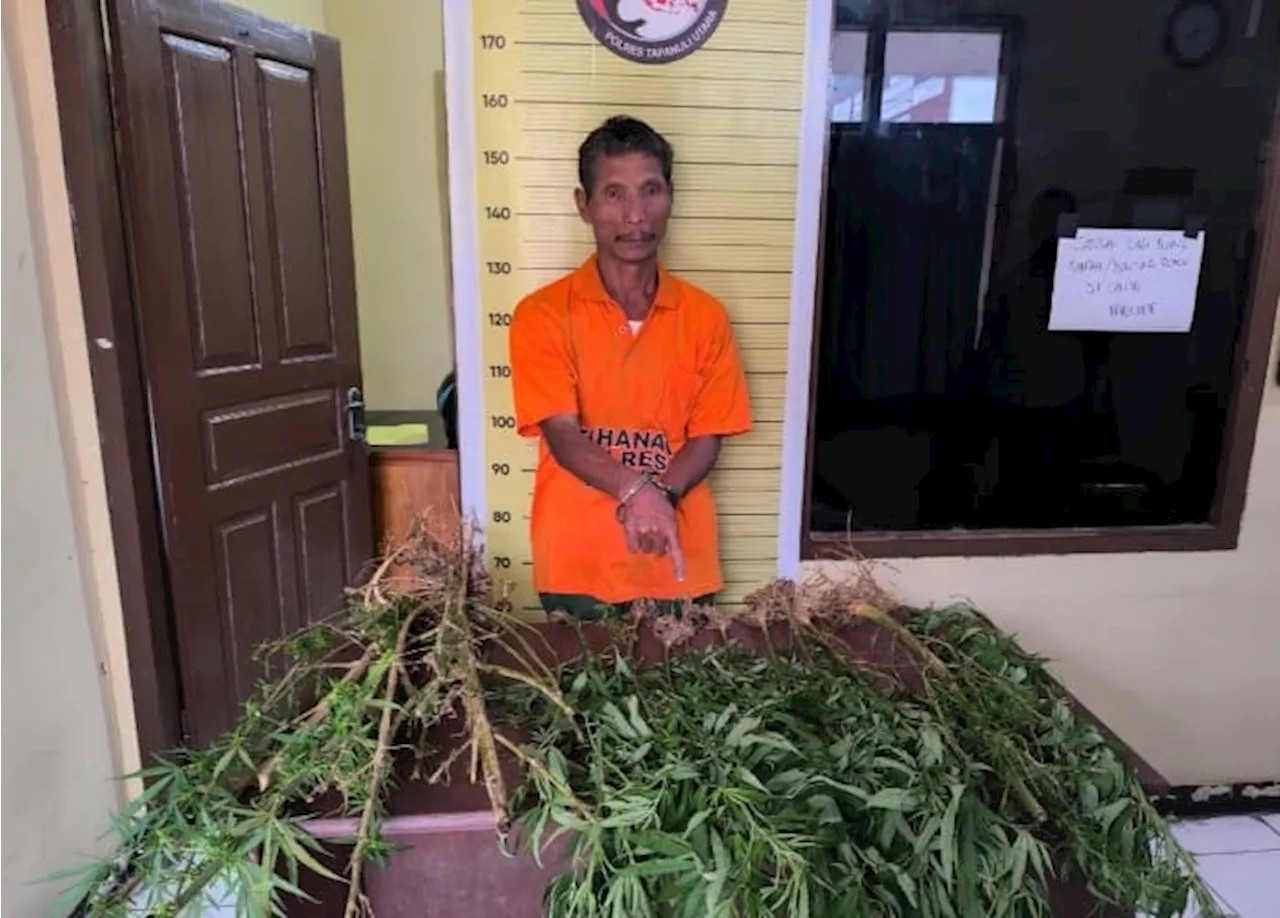 Seorang Warga Siborongborong Kedapatan Tanam Ganja di Kebun Rumah