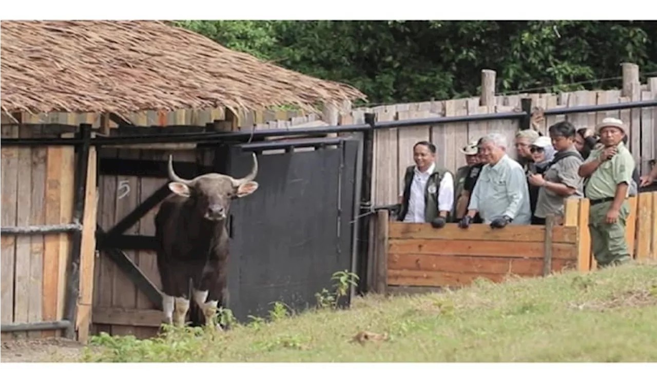 Taman Safari Indonesia Lepas Liarkan Empat Banteng Jawa