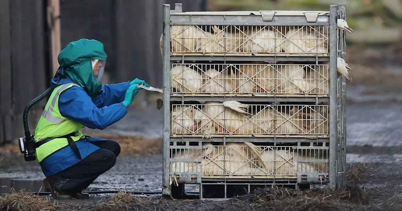 Bird flu prevention zones declared over first case of 'highly infectious' strain