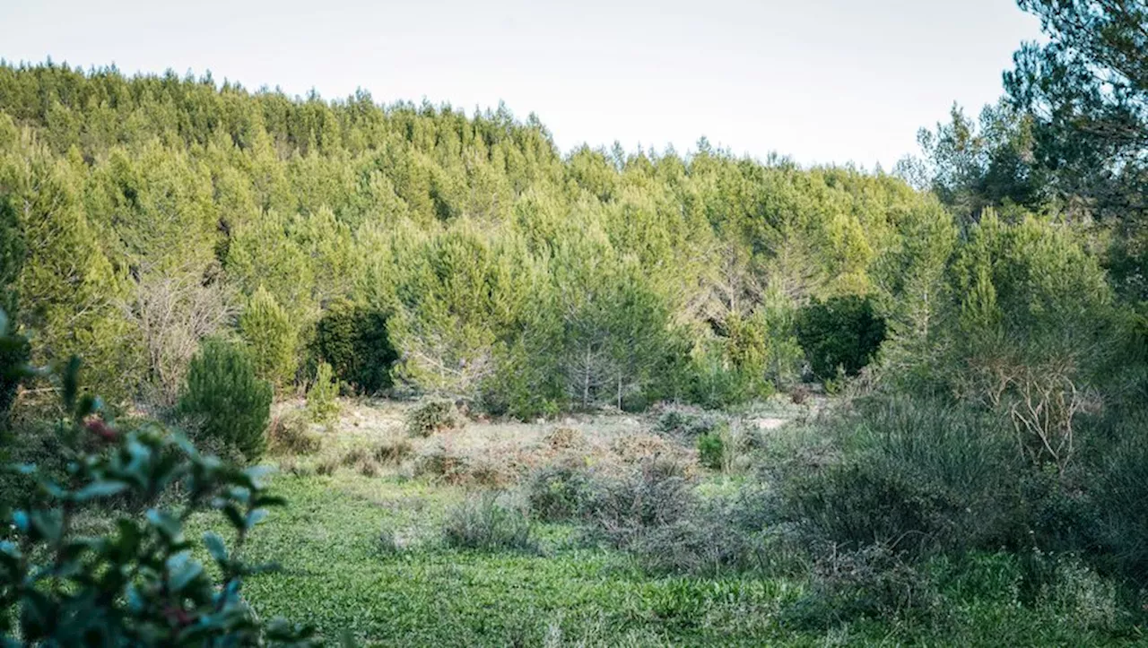 Une garrigue en sursis : le projet de ferme photovoltaïque de Marguerittes sous le feu des critiques