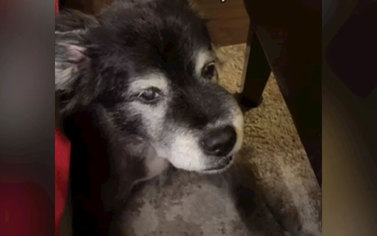 Heartbreaking Reason Why Woman Lets Her Rescue Dog Eat Food From Her Plate