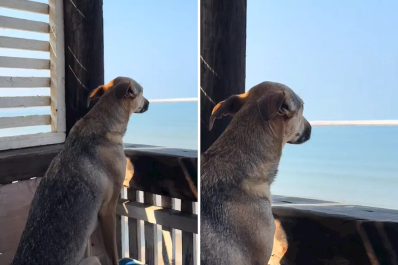 Internet Can't Cope With What Rescue Dog Does on Vacation: 'Grateful'