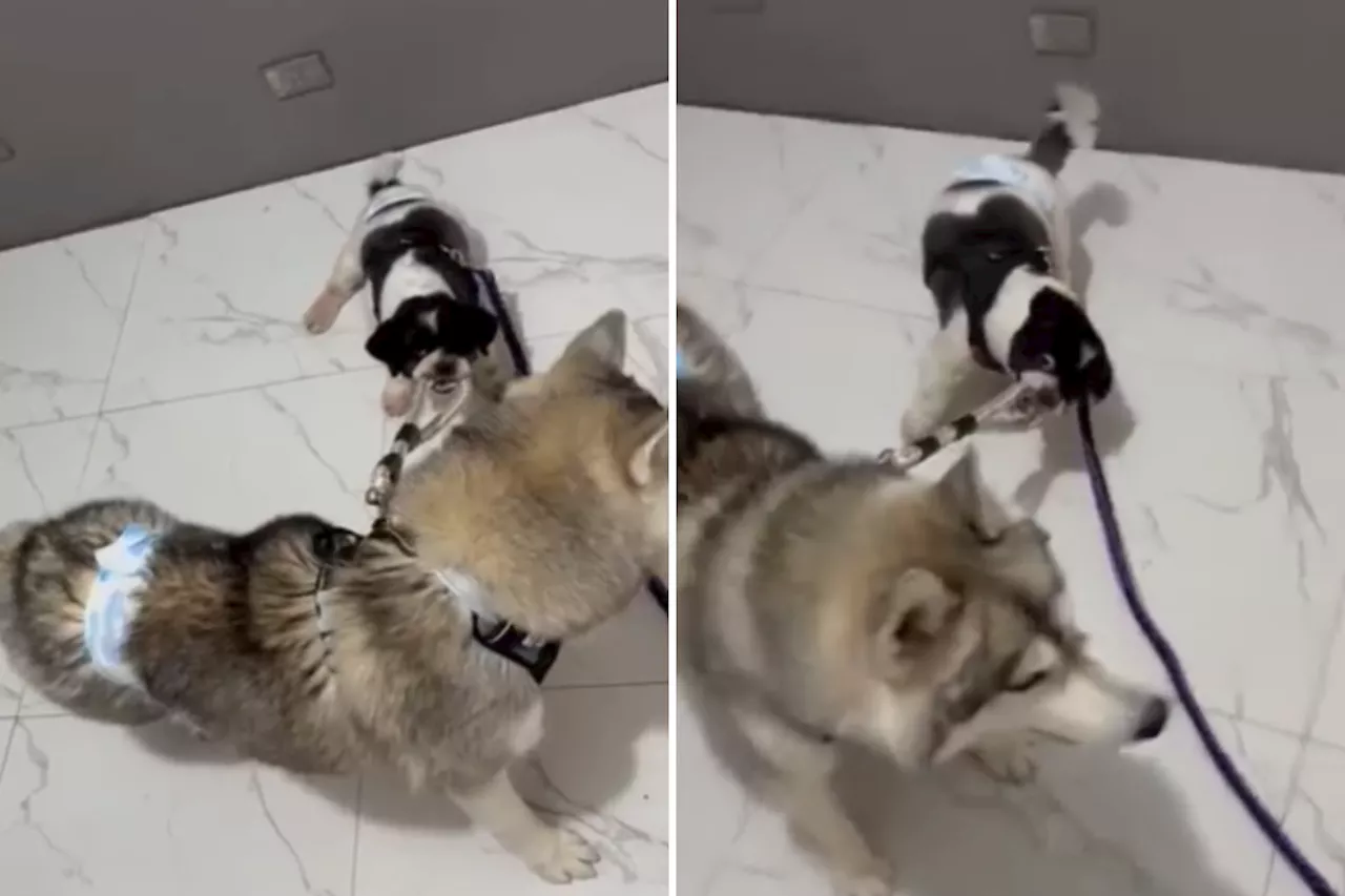 Shih Tzu Showing Husky Who Is Boss Wins Pet of the Week