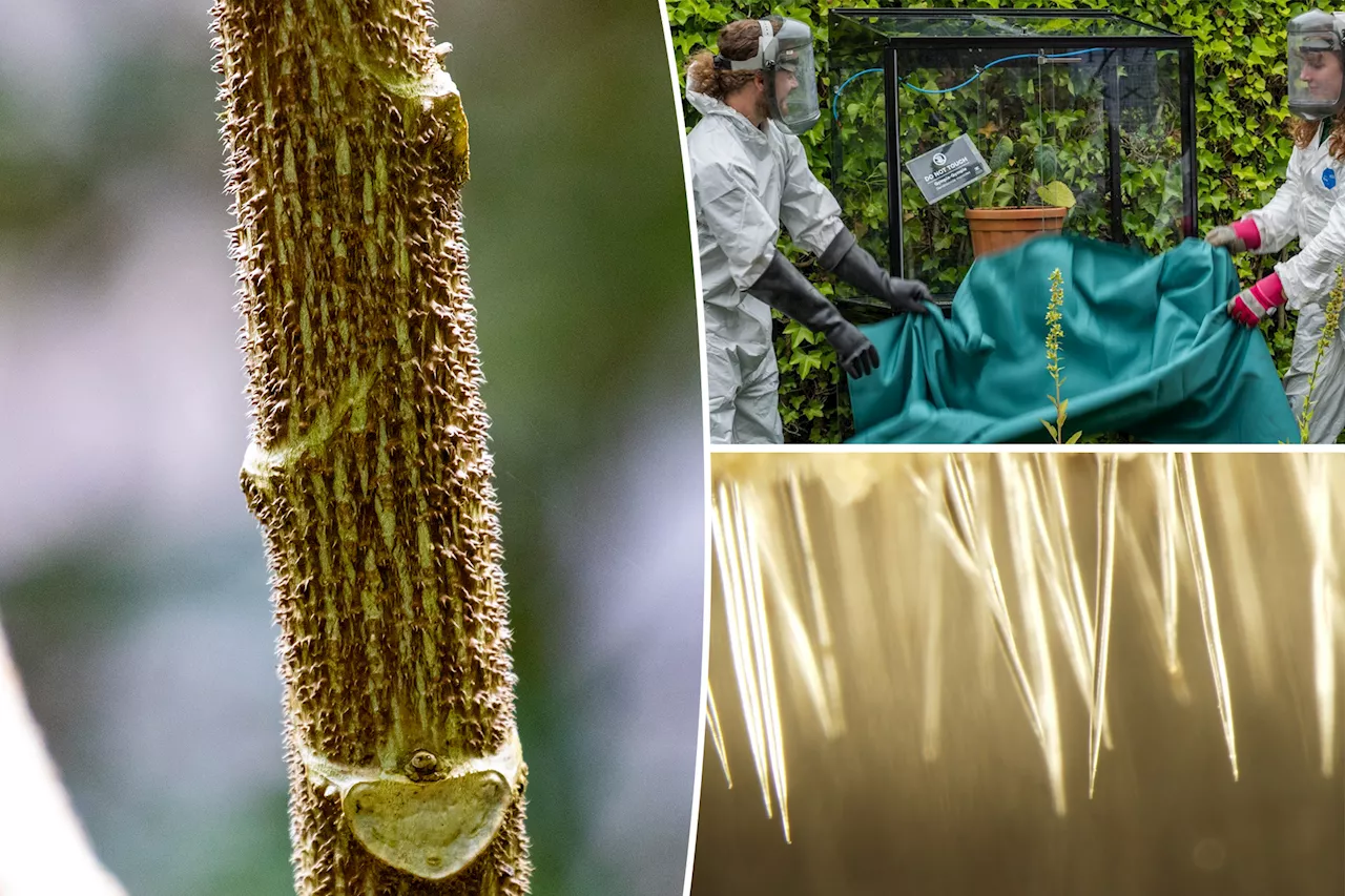 World's most poisonous plant has driven people to suicide — like the man who accidentally used the leaves as toilet paper and wound up shooting himself