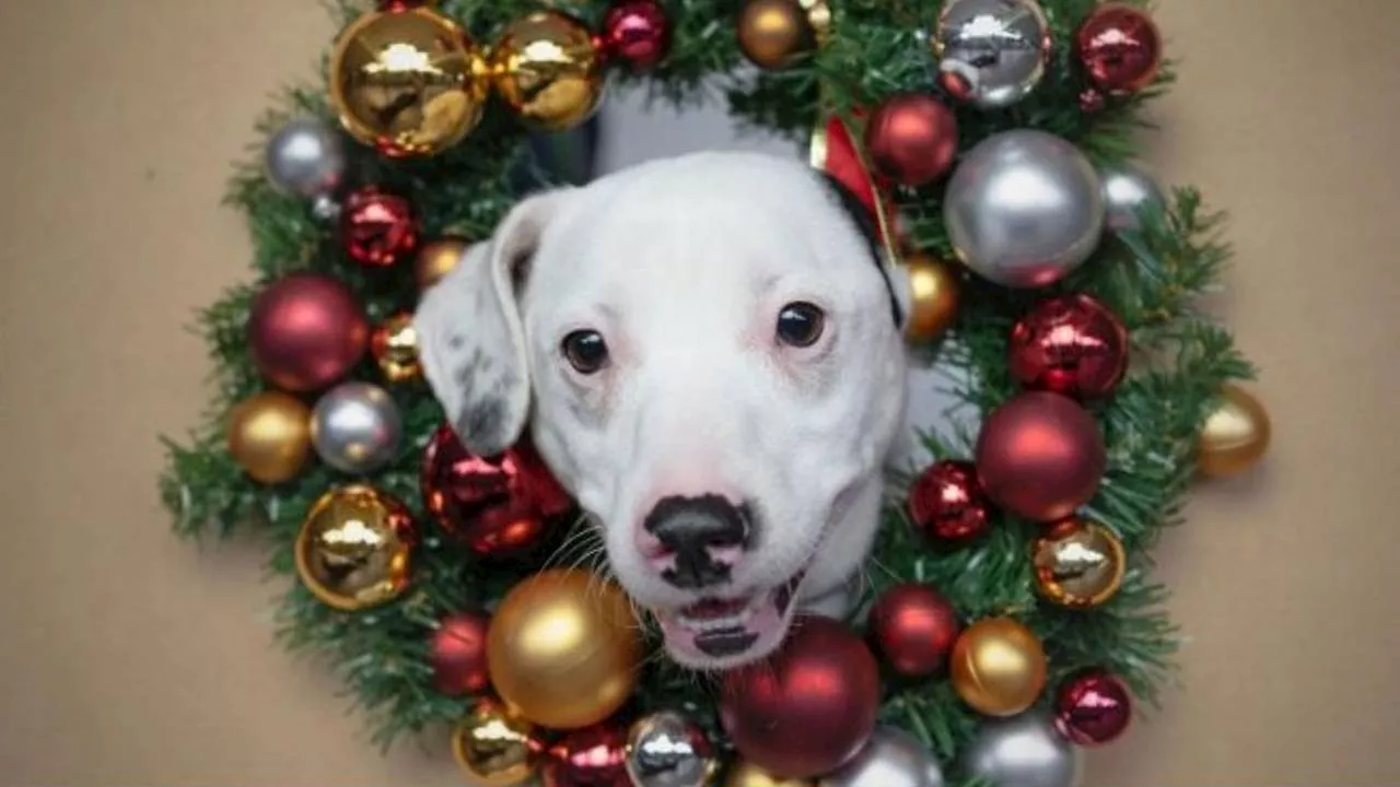 Asielhond Pimmetje wil na drie jaar asiel kerst vieren bij nieuwe baasje