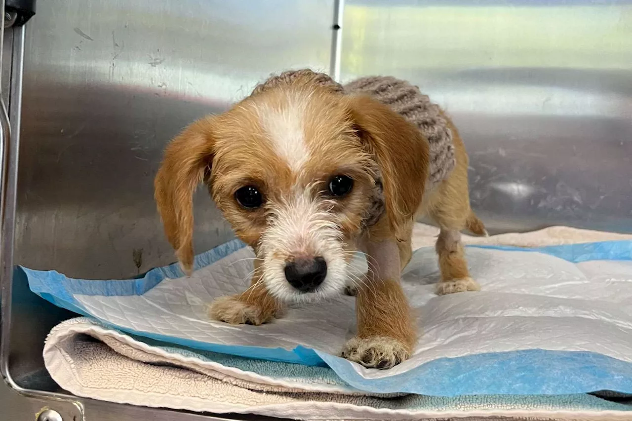 Puppy Rescued from Nearly Drowning in a Storm Drain Needs Forever Home Before the Holidays