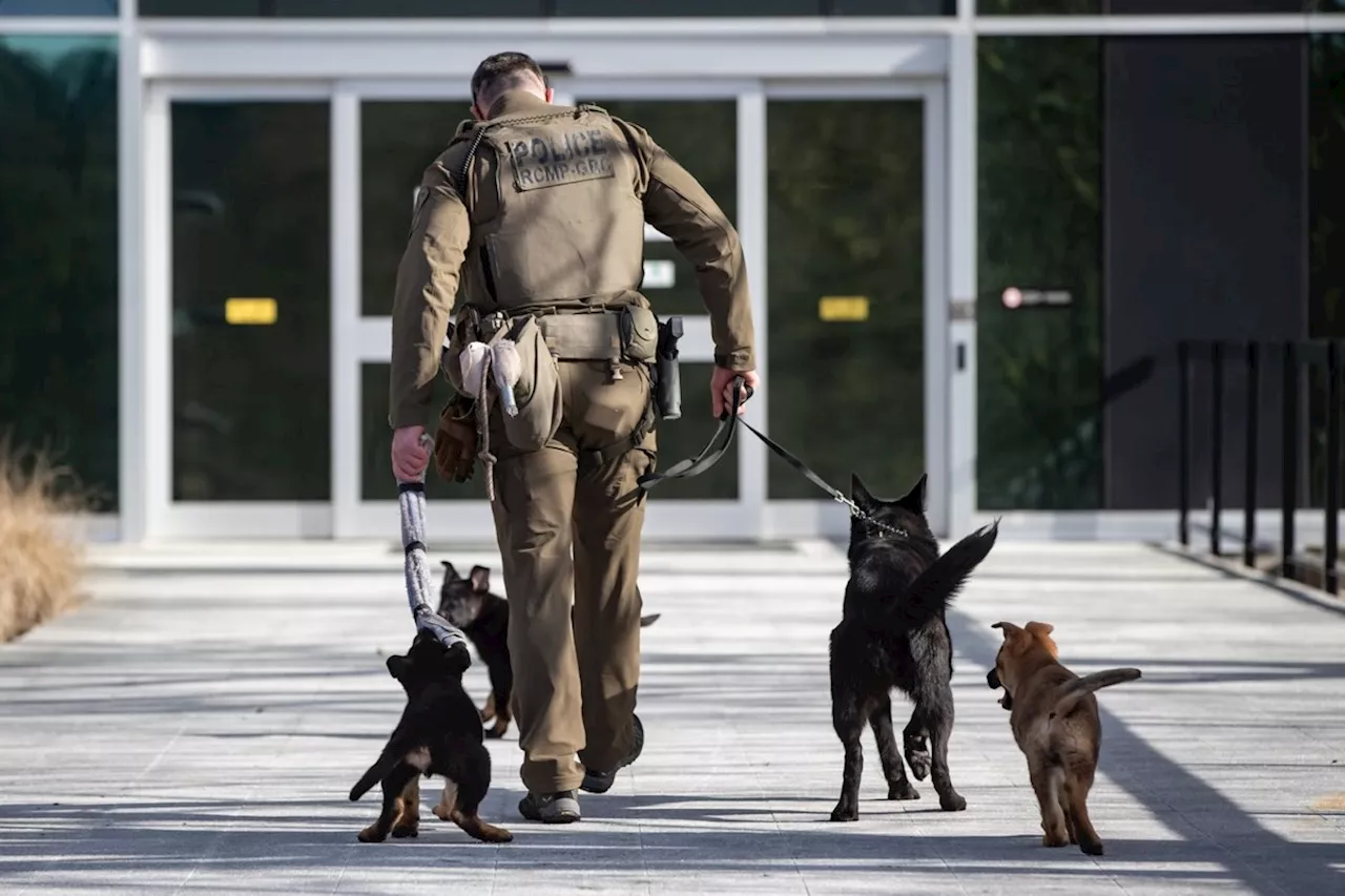 Problems with RCMP police dog program pose 'health and wellness risks': evaluation