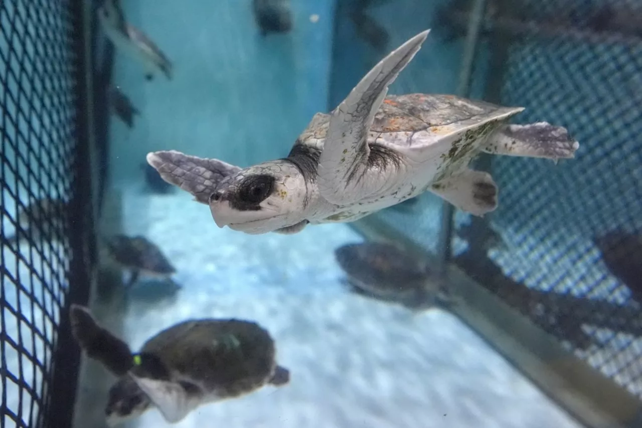 Tiny, endangered sea turtle found on Quebec’s Magdalen Islands for the first time