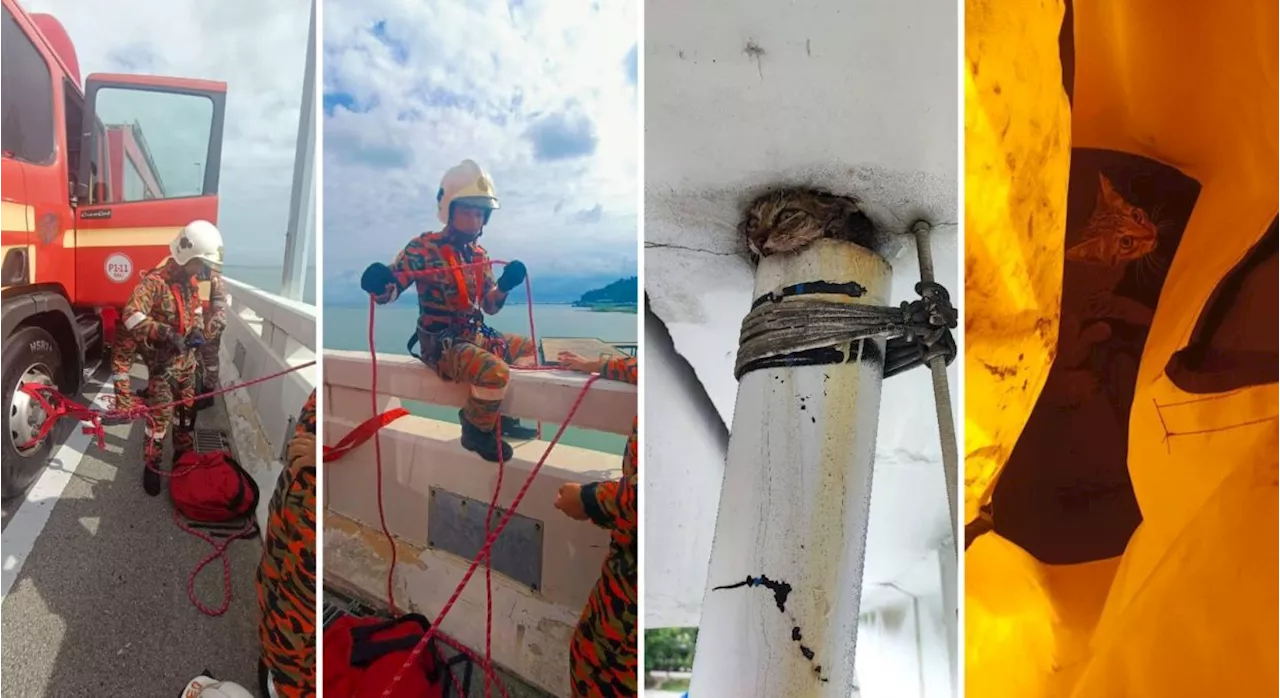 QuickCheck: Was a kitten rescued from a pipe under the Second Penang Bridge?