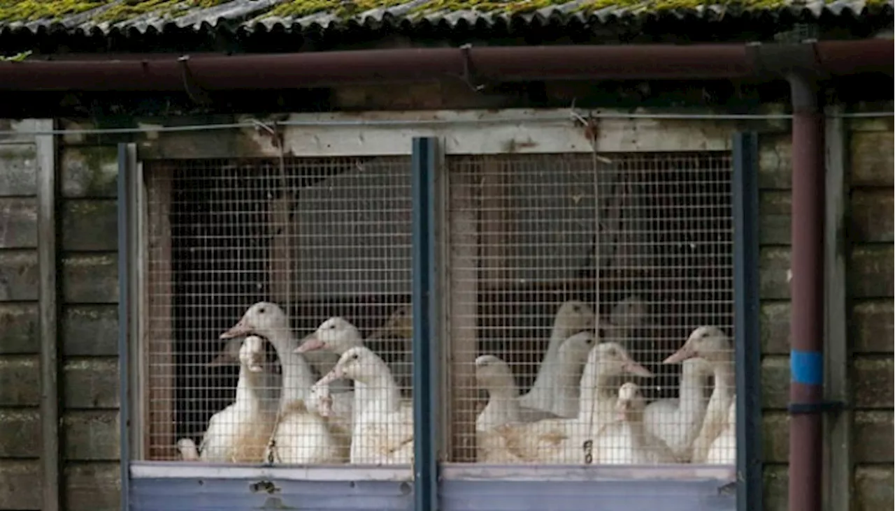 Lima Orang di Serdang Bedagai Mencuri 700 Bebek dari Kandang