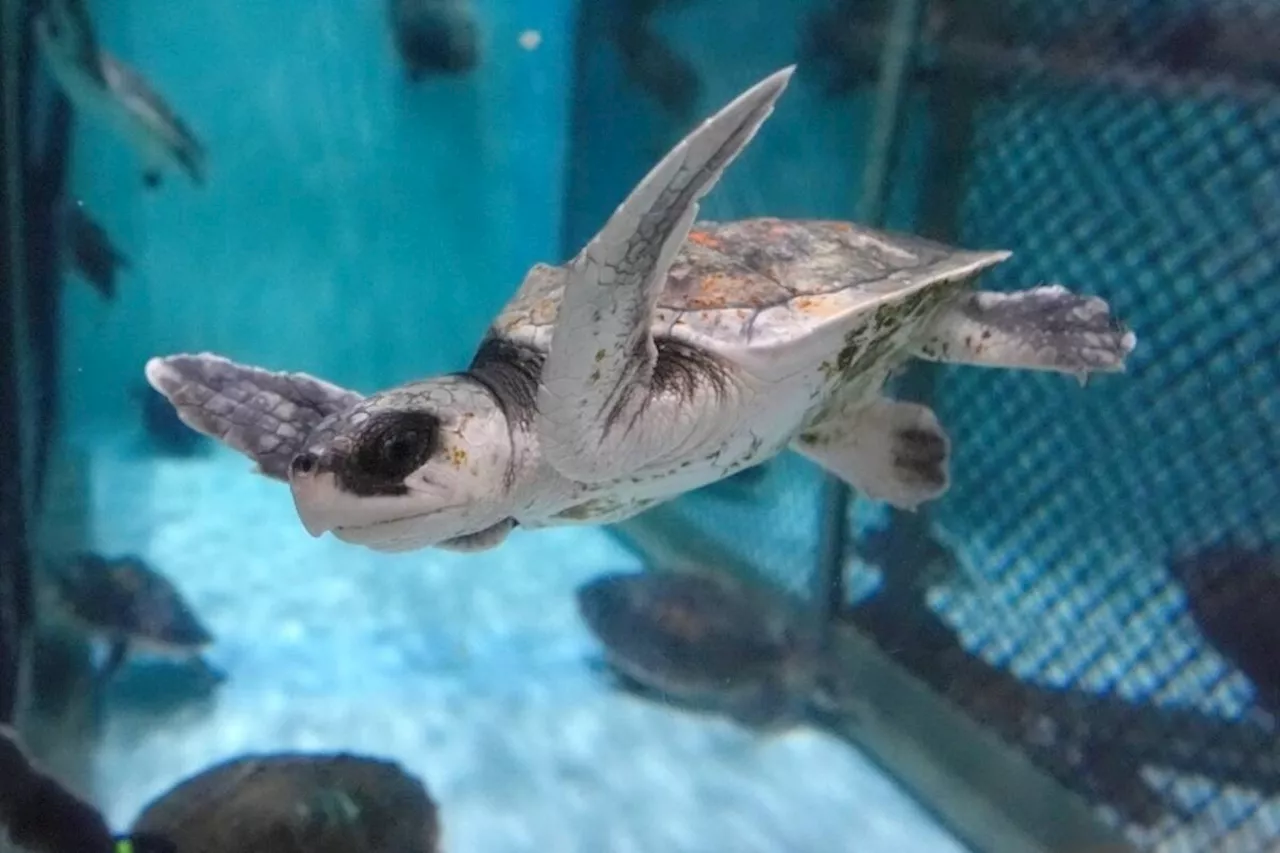 Tiny, endangered sea turtle found on Quebec’s Magdalen Islands