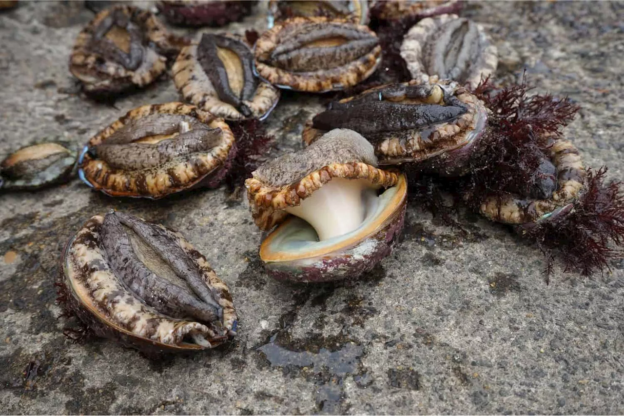 ‘Serial offender’: Chinese national denied appeal after R100k bail revoked for illegal abalone harvesting