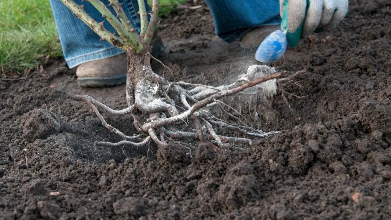 How to care for bare root plants, according to an expert