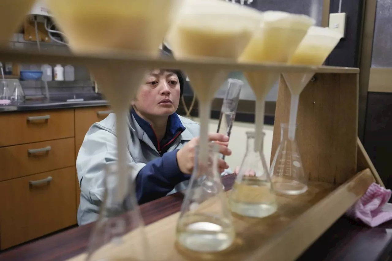 Once taboo, more Japanese women are brewing sake