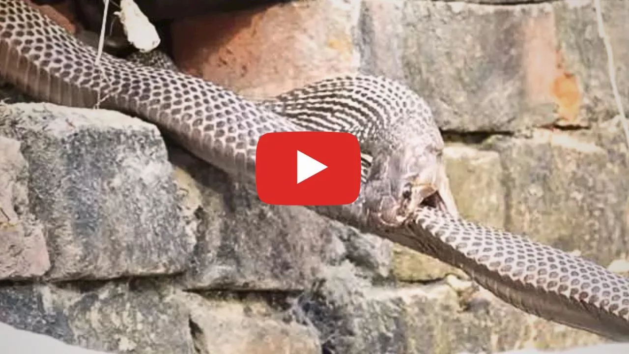 Angry King Cobra Video Viral: తనను తాను తింటున్న 10 అడుగుల కింగ్‌ కోబ్రా.. భయపడకుండా వీడియో చూడండి!