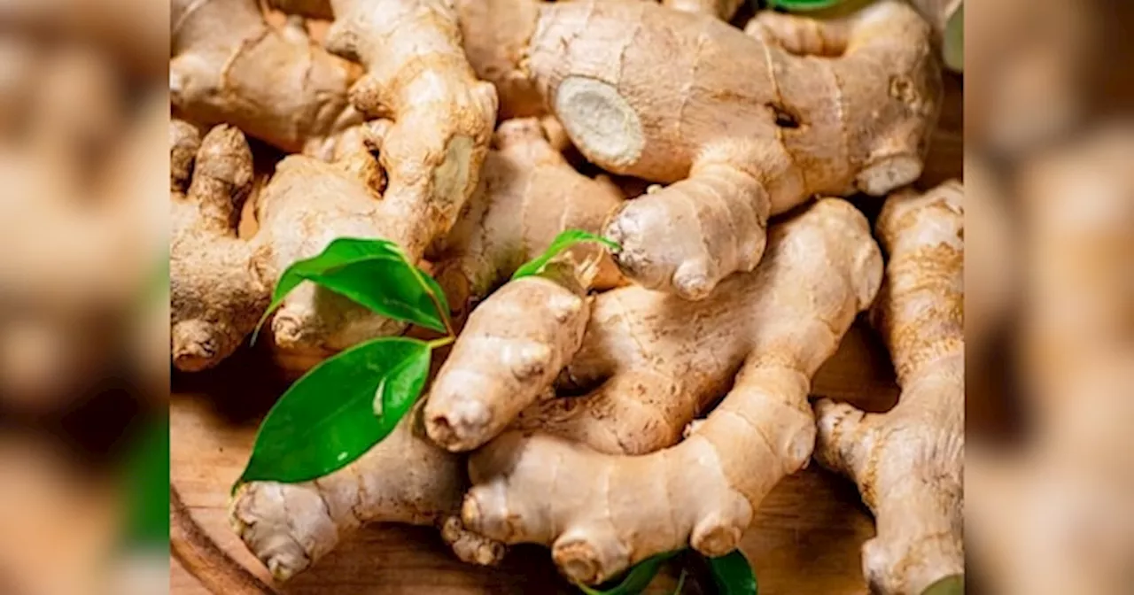 Ginger Benefits: ठंड में करें अदरक का सेवन, शरीर में आ जाएगी गर्मी, बीमारियां रहेंगी दूर