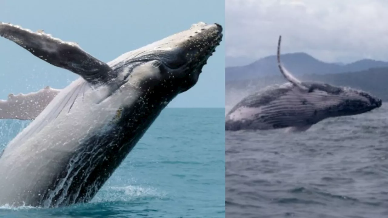 Male Humpback Whale: ఆడ తోడు కోసం మూడు సముద్రాలు దాటిన తిమింగలం..!.. ఆశ్చర్యపోతున్న సైంటిస్టులు.. స్టోరీ ఇదే..